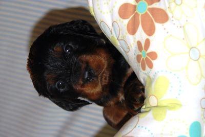 Straddles Gordon Setter M-Wurf