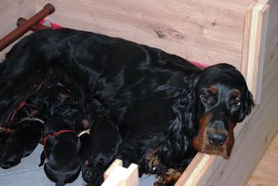 Straddles Gordon Setter M-Wurf