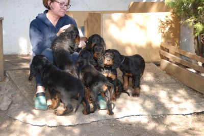 Straddles Gordon Setter M-Wurf