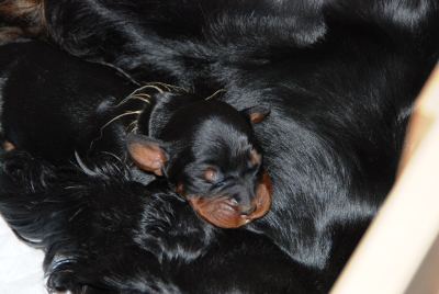 Straddles Gordon Setter M-Wurf