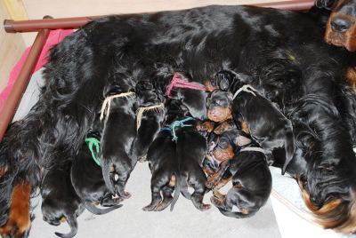 Straddles Gordon Setter M-Wurf