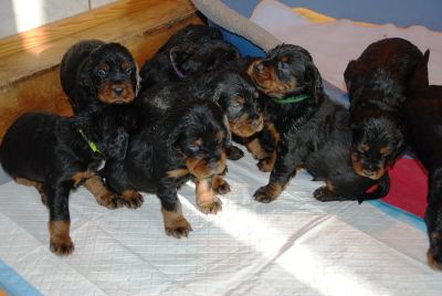 Straddles Gordon Setter M-Wurf