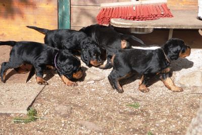 Straddles Gordon Setter M-Wurf