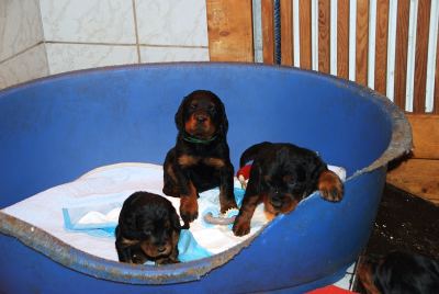 Straddles Gordon Setter M-Wurf