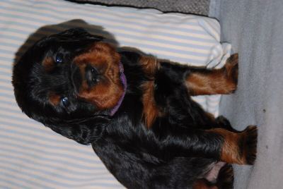 Straddles Gordon Setter M-Wurf