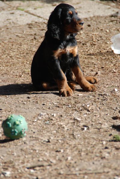 Straddles Gordon Setter M-Wurf
