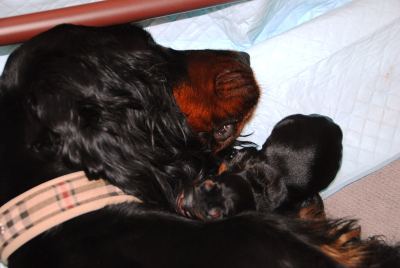 Straddles Gordon Setter M-Wurf