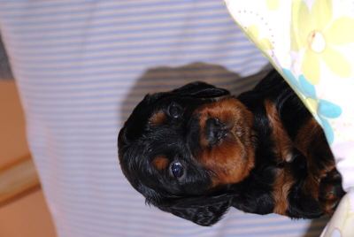 Straddles Gordon Setter M-Wurf
