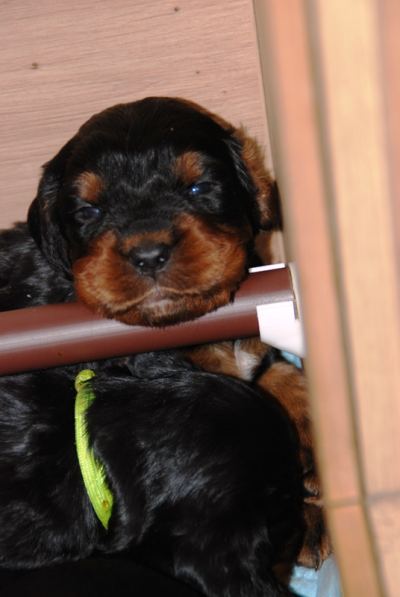 Straddles Gordon Setter M-Wurf