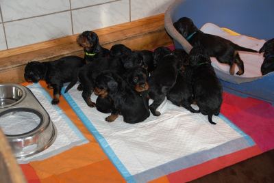 Straddles Gordon Setter M-Wurf