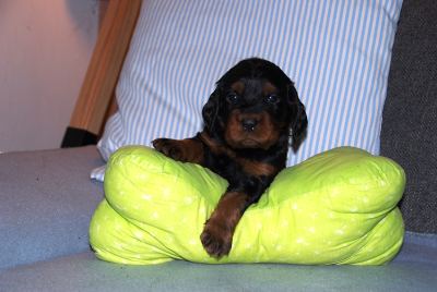 Straddles Gordon Setter M-Wurf