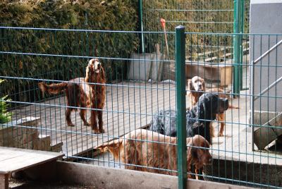Straddles Gordon Setter M-Wurf