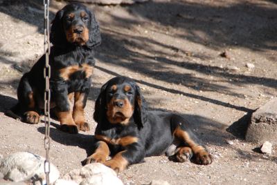 Straddles Gordon Setter M-Wurf