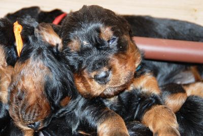 Straddles Gordon Setter M-Wurf