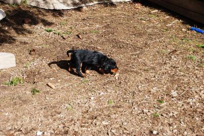 Straddles Gordon Setter M-Wurf