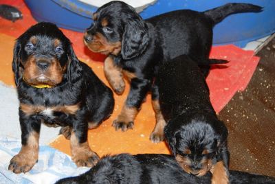 Straddles Gordon Setter M-Wurf