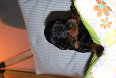 Straddles Gordon Setter M-Wurf