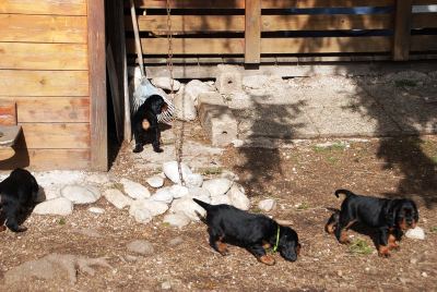 Straddles Gordon Setter M-Wurf