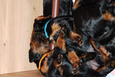 Straddles Gordon Setter M-Wurf