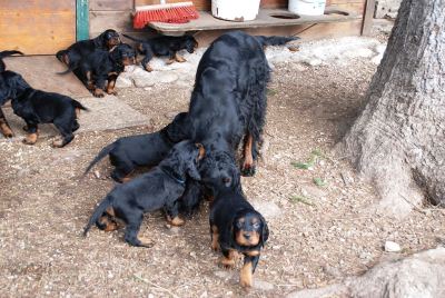 Straddles Gordon Setter M-Wurf