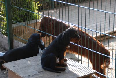 Straddles Gordon Setter M-Wurf