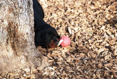 Straddles Gordon Setter N-Wurf