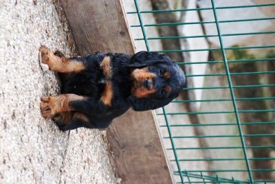 Straddles Gordon Setter N-Wurf