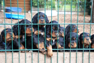 Straddles Gordon Setter N-Wurf