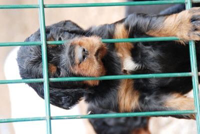 Straddles Gordon Setter N-Wurf