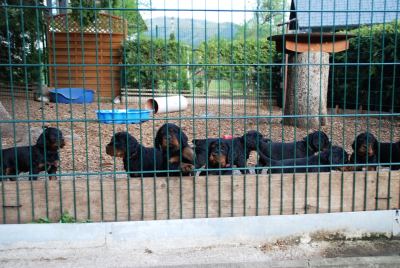 Straddles Gordon Setter N-Wurf