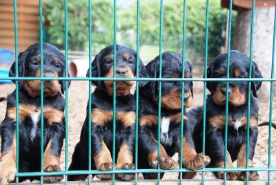 Straddles Gordon Setter N-Wurf