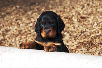 Straddles Gordon Setter N-Wurf