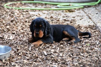 Straddles Gordon Setter N-Wurf