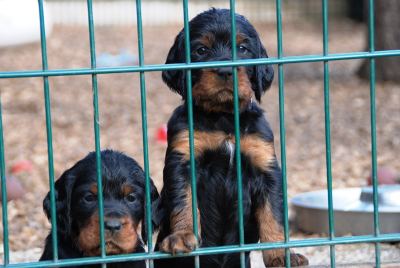 Straddles Gordon Setter N-Wurf