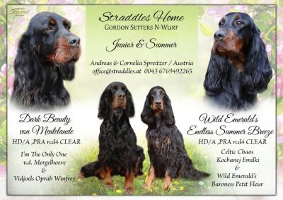 Straddles Gordon Setter N-Wurf