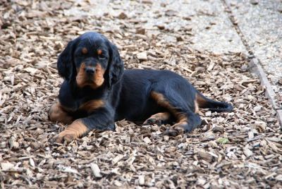 Straddles Gordon Setter N-Wurf