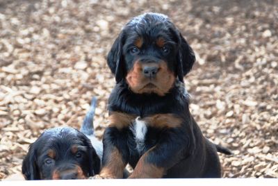 Straddles Gordon Setter N-Wurf