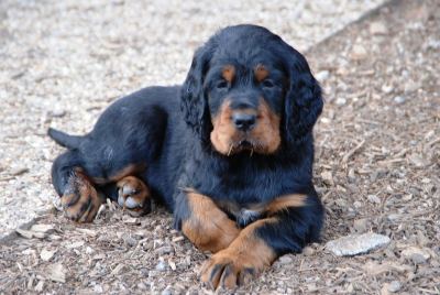 Straddles Gordon Setter N-Wurf