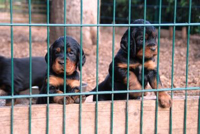 Straddles Gordon Setter N-Wurf