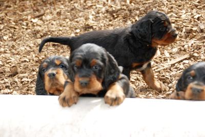 Straddles Gordon Setter N-Wurf