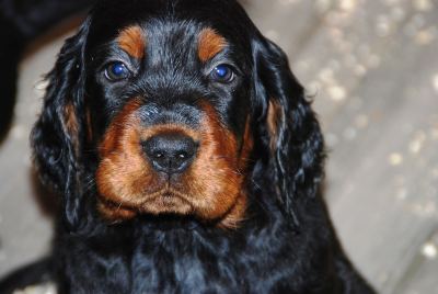 Straddles Gordon Setter N-Wurf