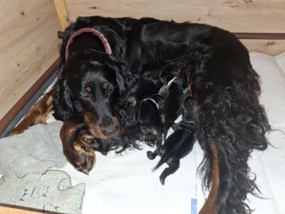 Straddles Gordon Setter O-Wurf