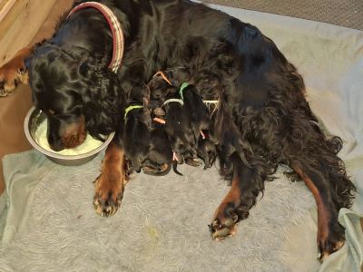 Straddles Gordon Setter O-Wurf