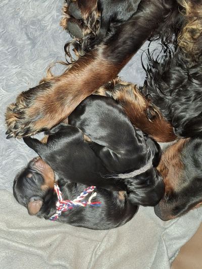 Straddles Gordon Setter O-Wurf