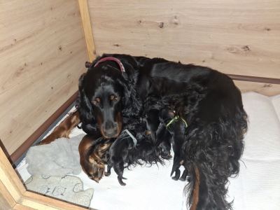 Straddles Gordon Setter O-Wurf