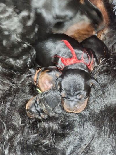 Straddles Gordon Setter O-Wurf