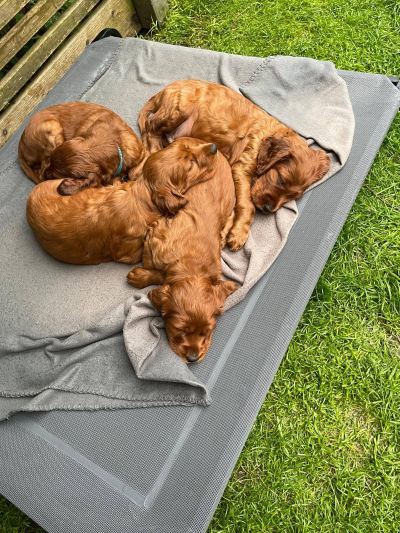 Straddles Irish Setter V-Wurf
