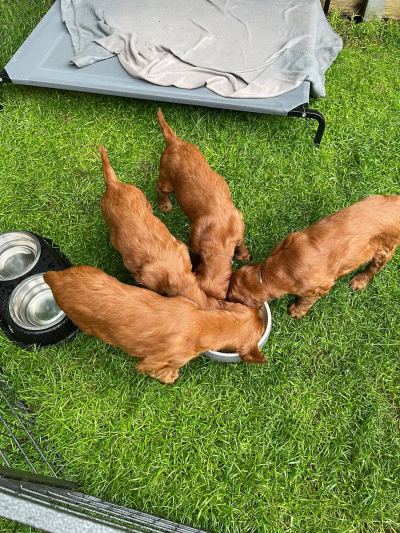 Straddles Irish Setter V-Wurf