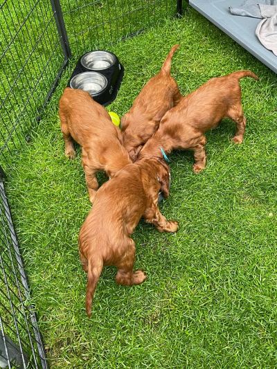 Straddles Irish Setter V-Wurf