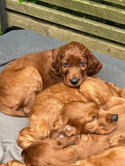 Straddles Irish Setter V-Wurf
